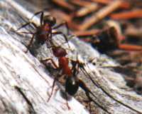 ant-0011